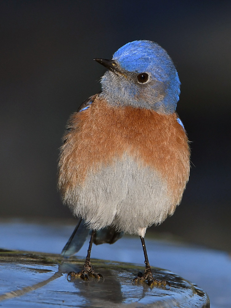 Bluebird6.jpg