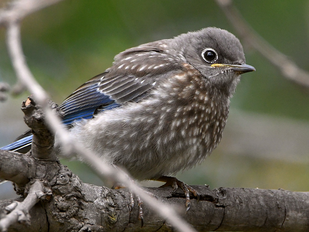 Bluebird6.jpg