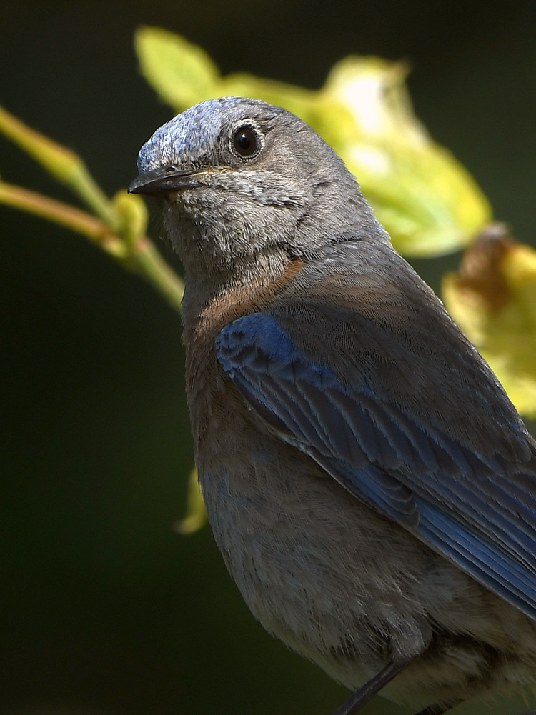 Bluebird6.jpg