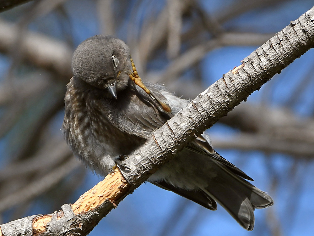 Bluebird6.jpg