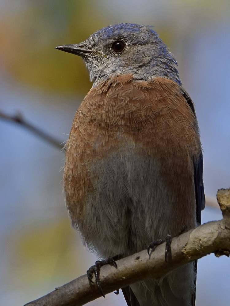 Bluebird6.jpg