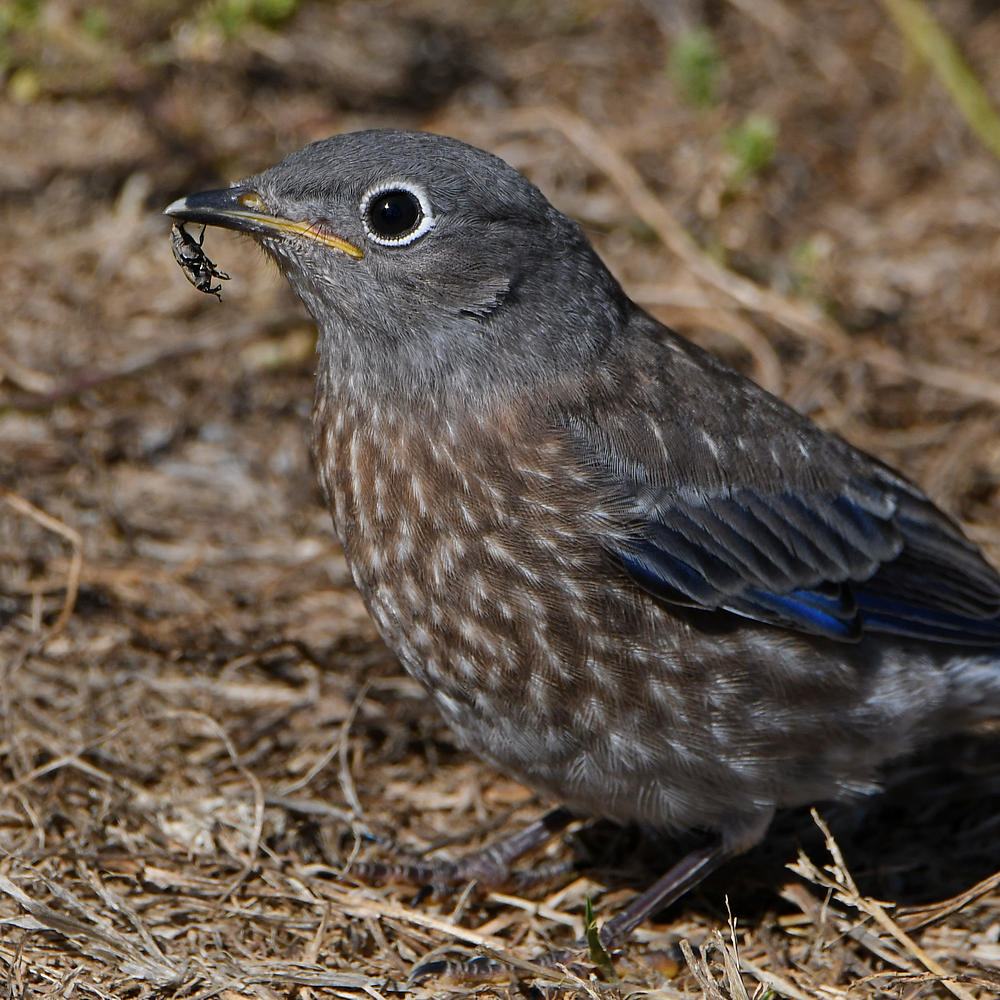 Bluebird6.jpg