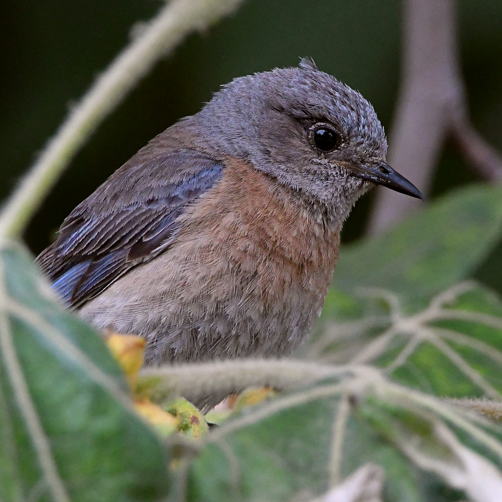 Bluebird6.jpg