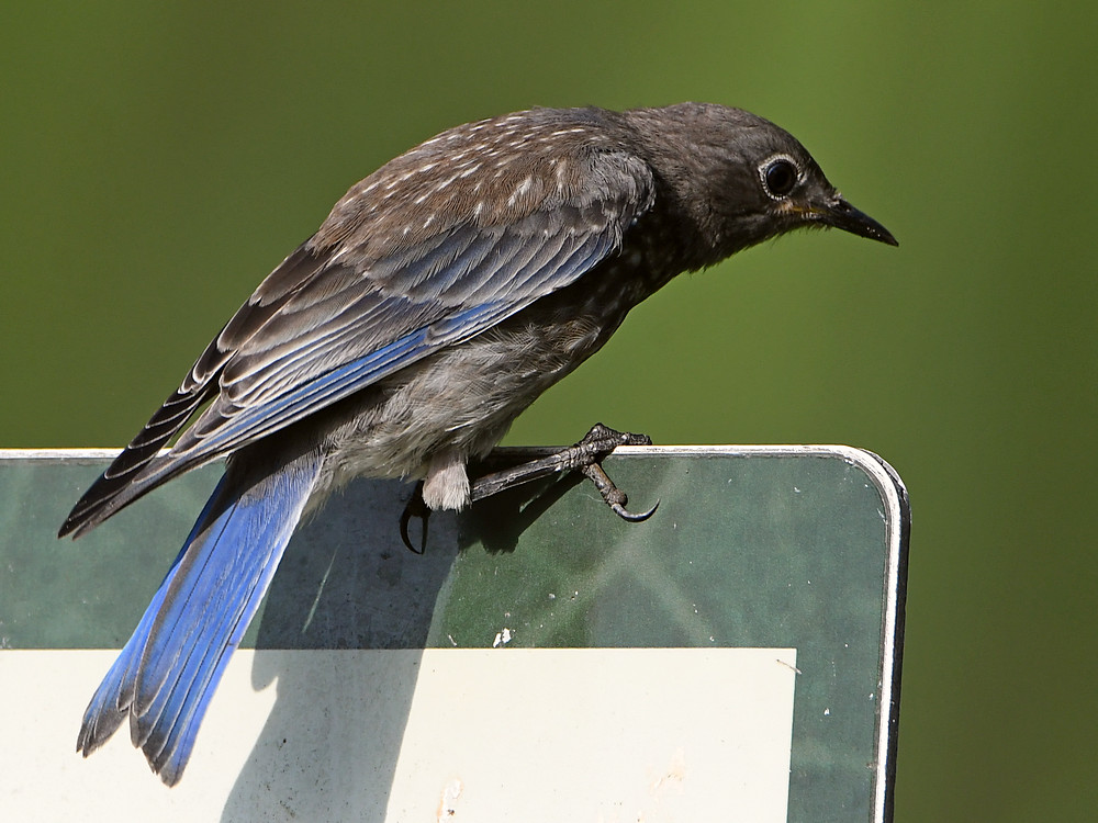 Bluebird6.jpg
