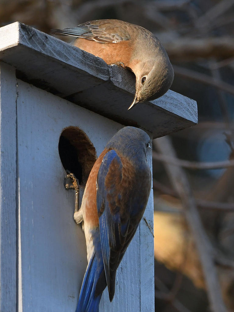 Bluebird6.jpg