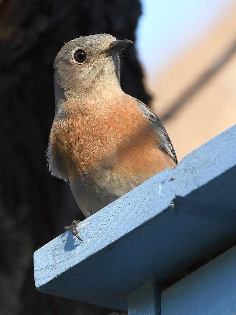 Bluebird6.jpg