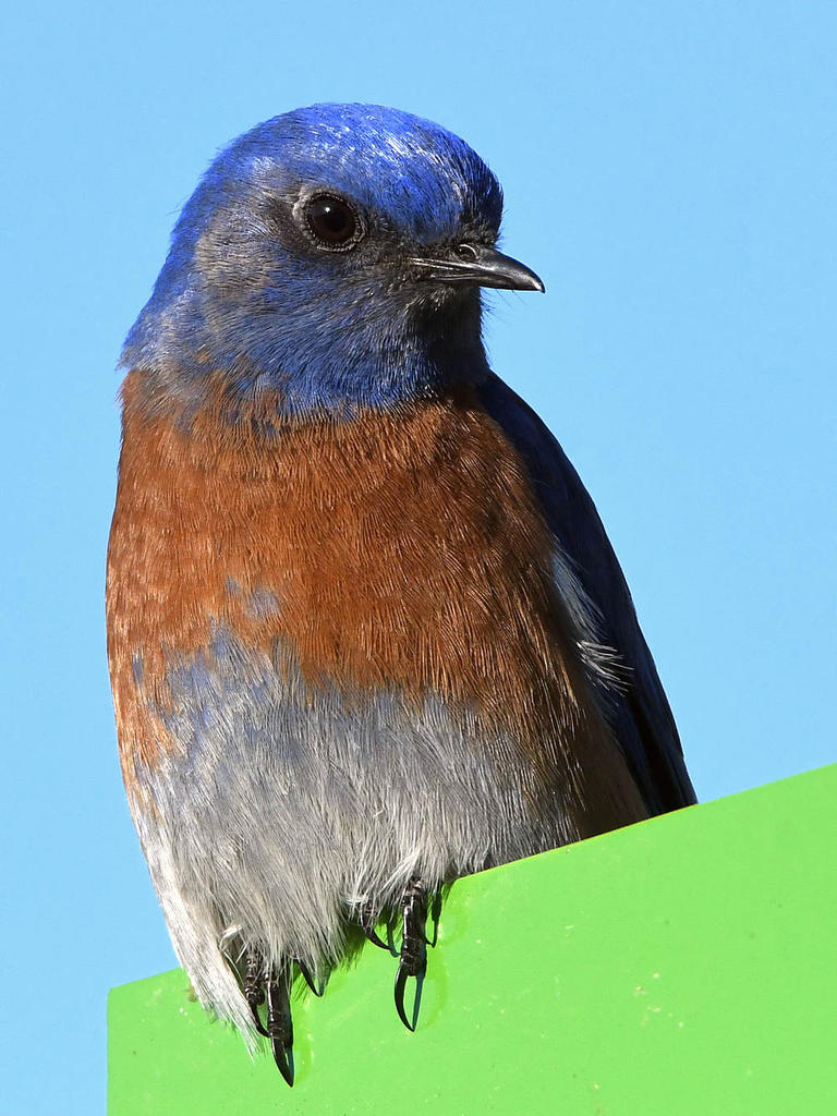 Bluebird6.jpg