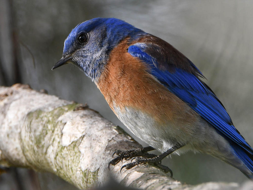 Bluebird6.jpg