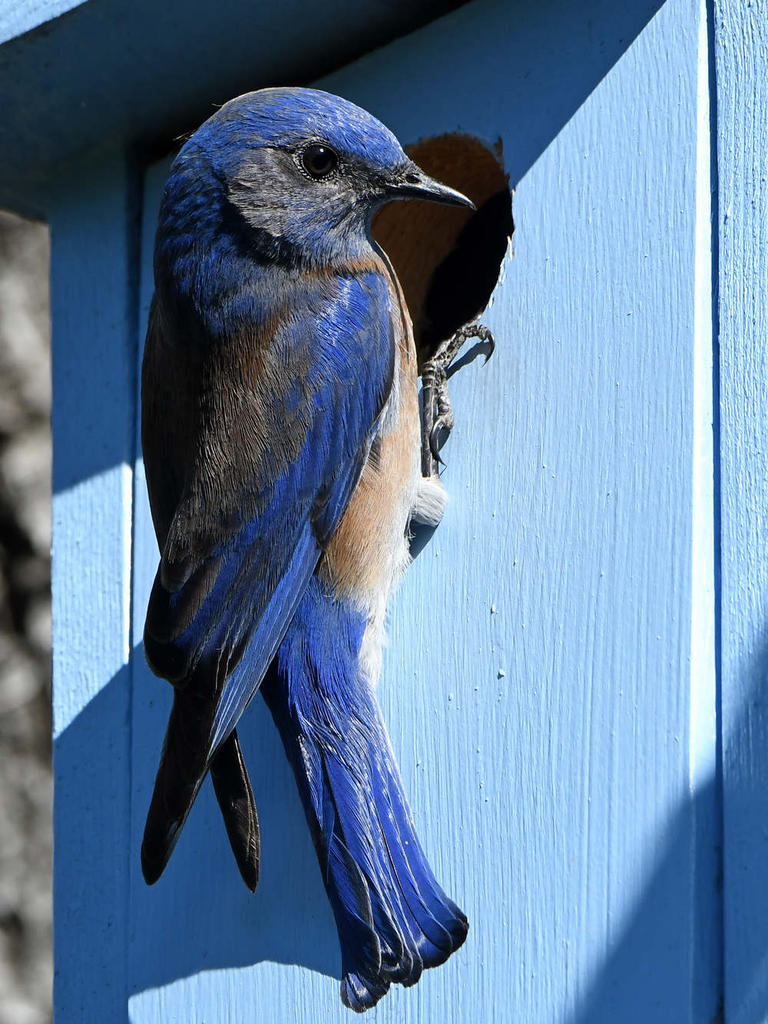 Bluebird6.jpg