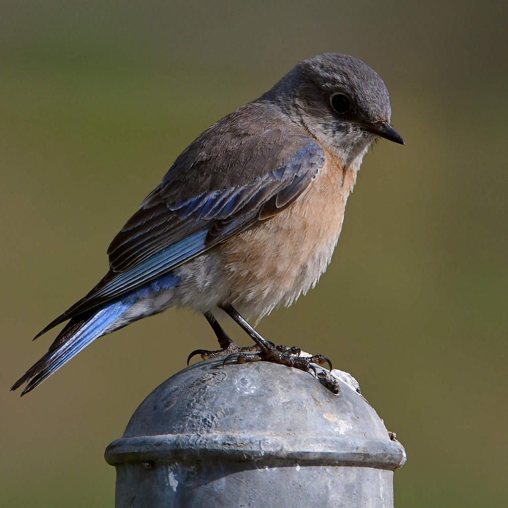 Bluebird6.jpg
