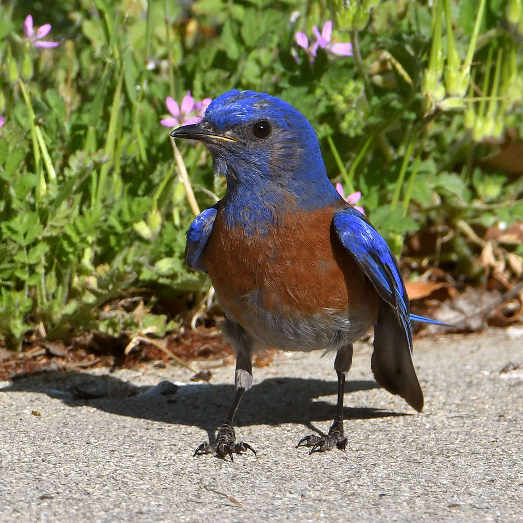 Bluebird6.jpg