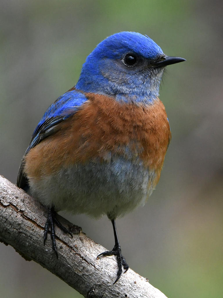 Bluebird6.jpg