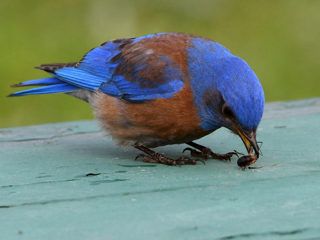 Bluebird6.jpg