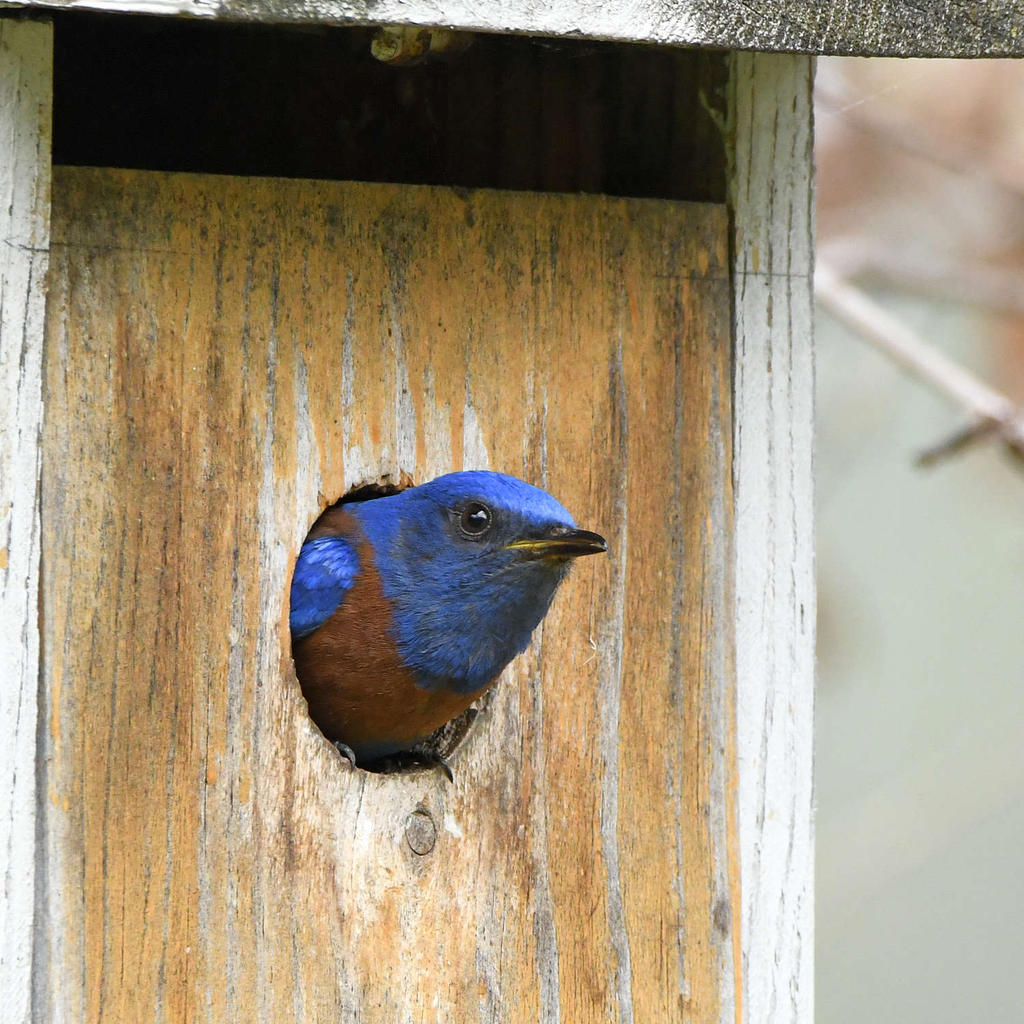 Bluebird6.jpg