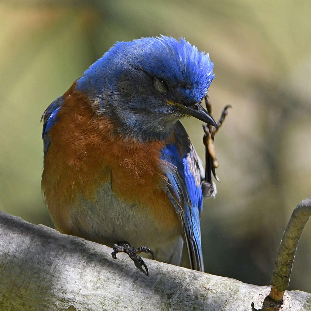Bluebird6.jpg