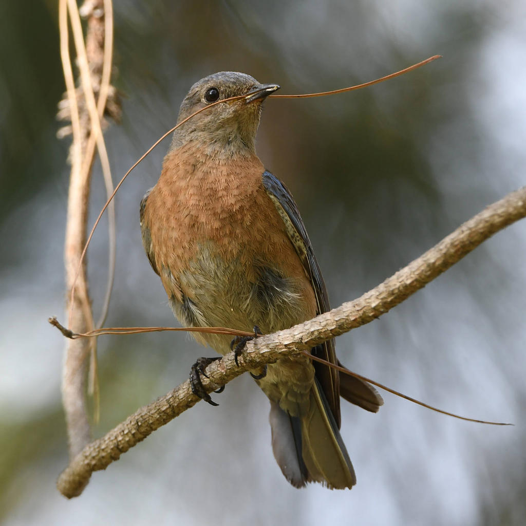 Bluebird6.jpg