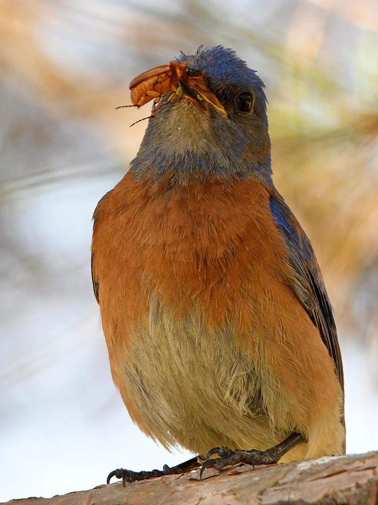 Bluebird6.jpg