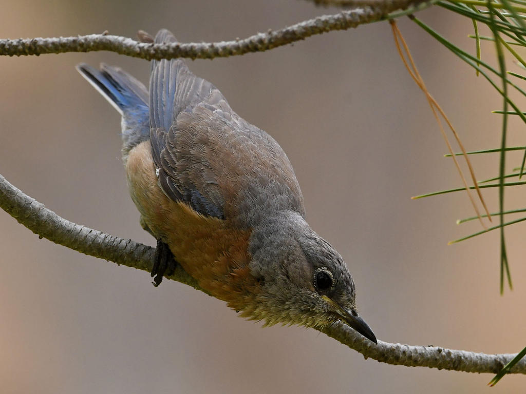 Bluebird6.jpg