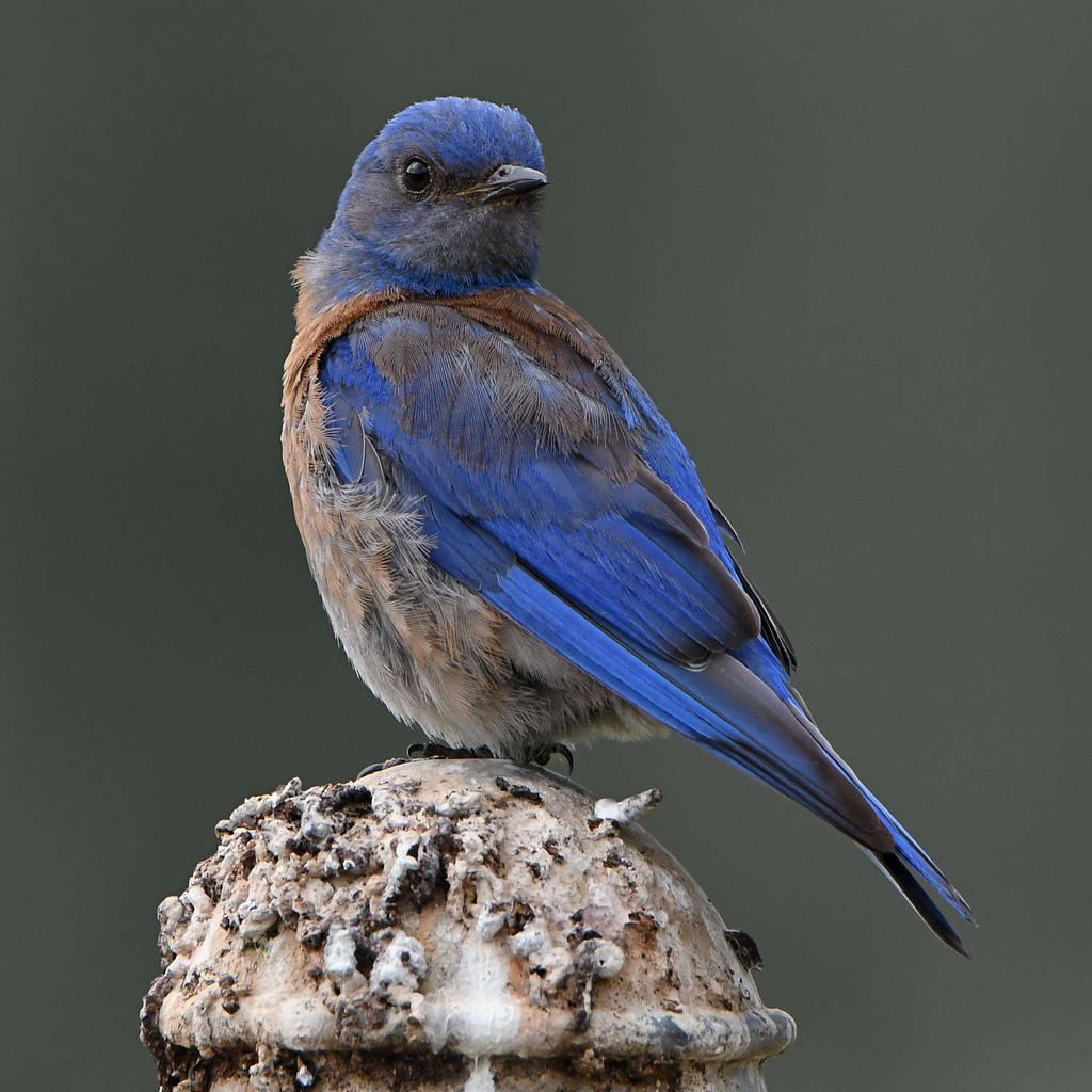Bluebird6.jpg