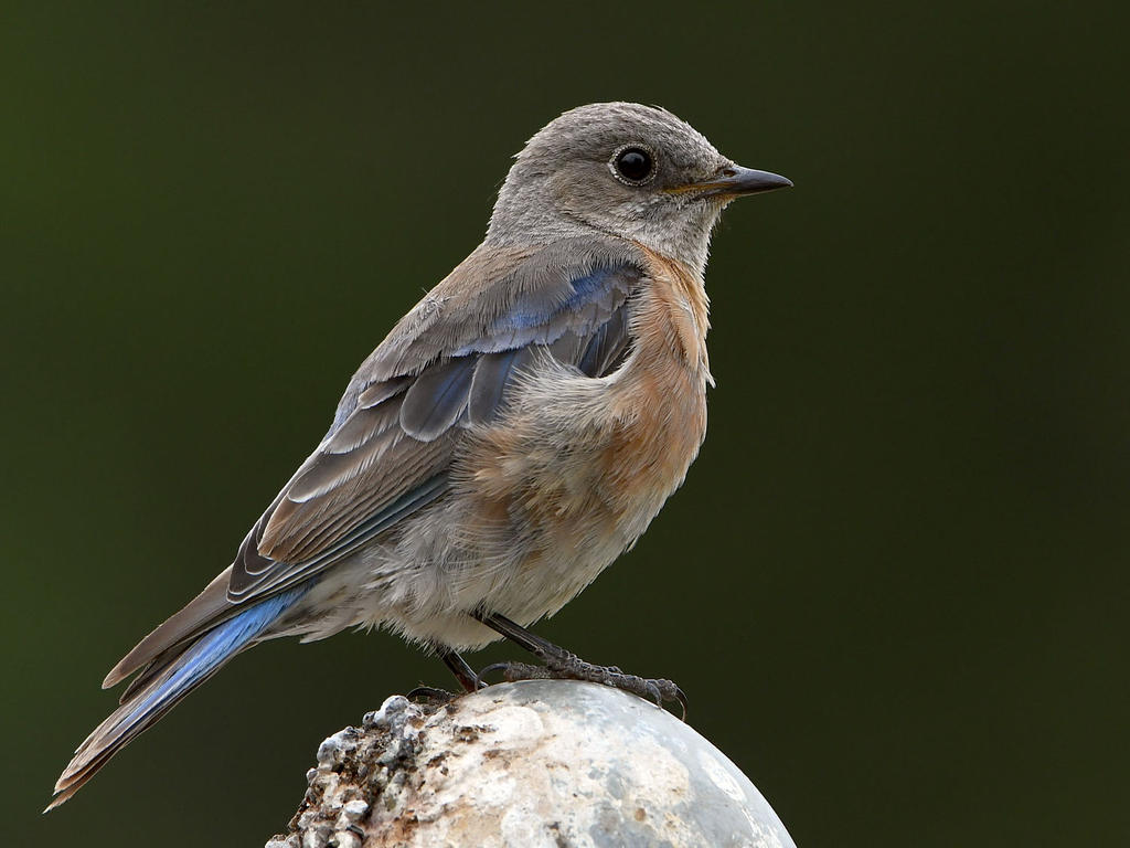 Bluebird6.jpg