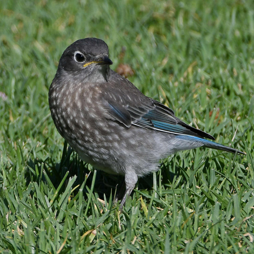 Bluebird6.jpg