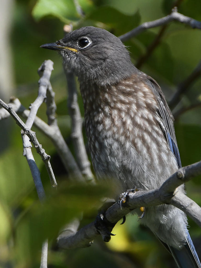 BlueBird6.jpg
