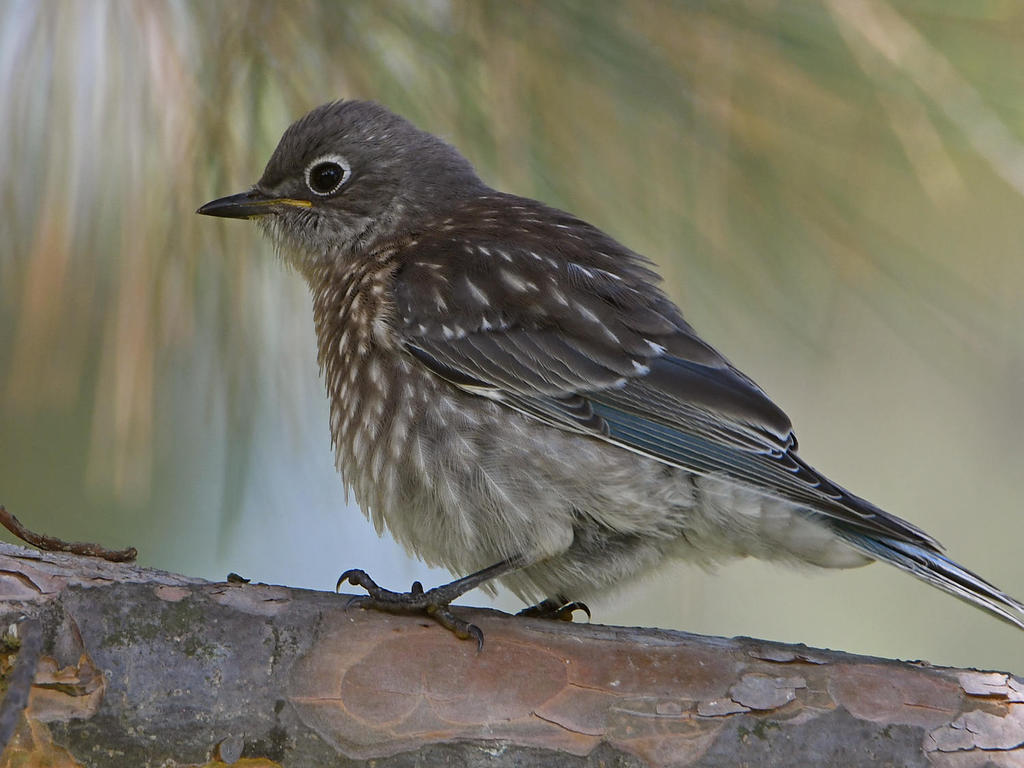 Bluebird6.jpg