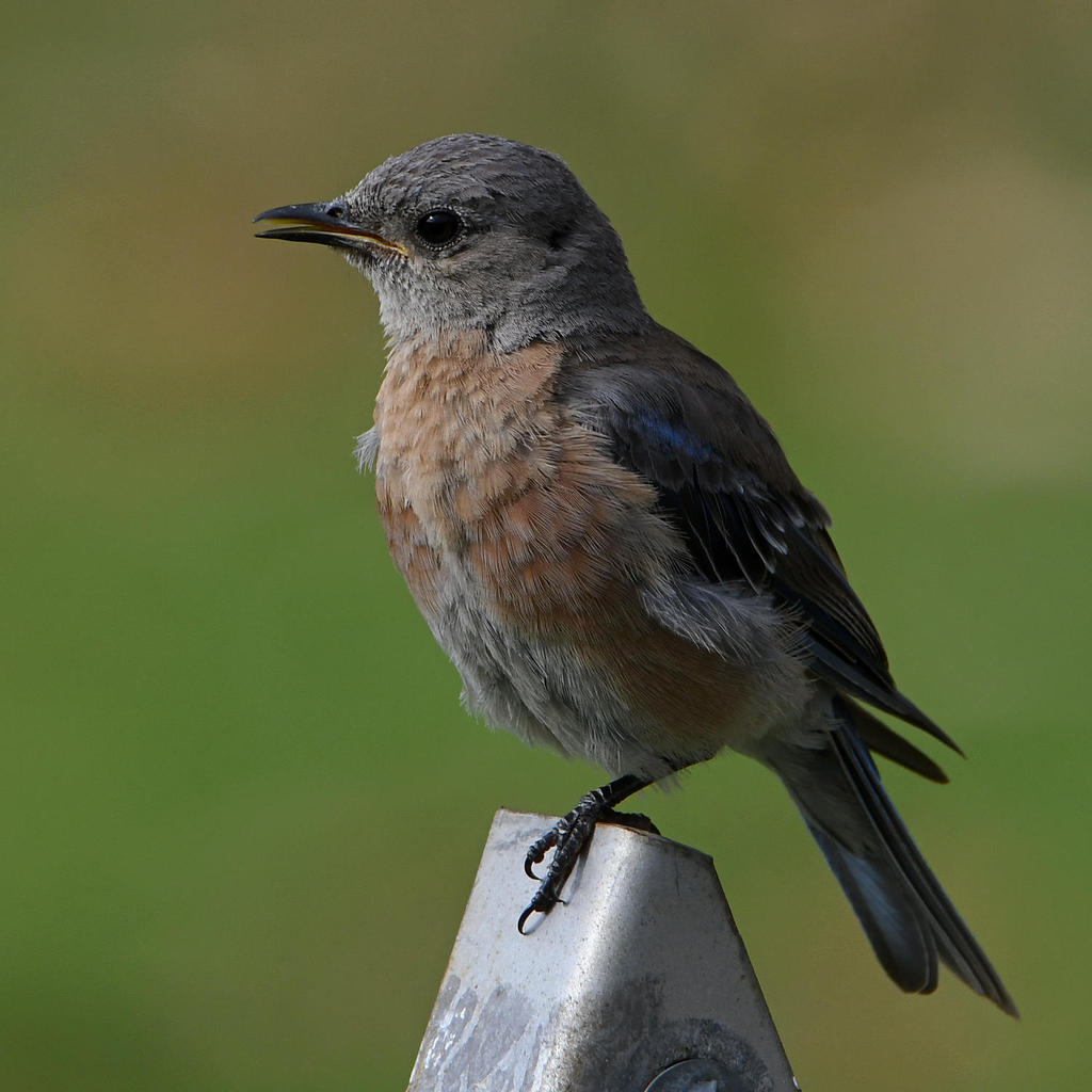 Bluebird6.jpg