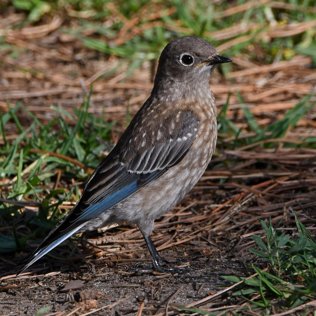 Bluebird6.jpg