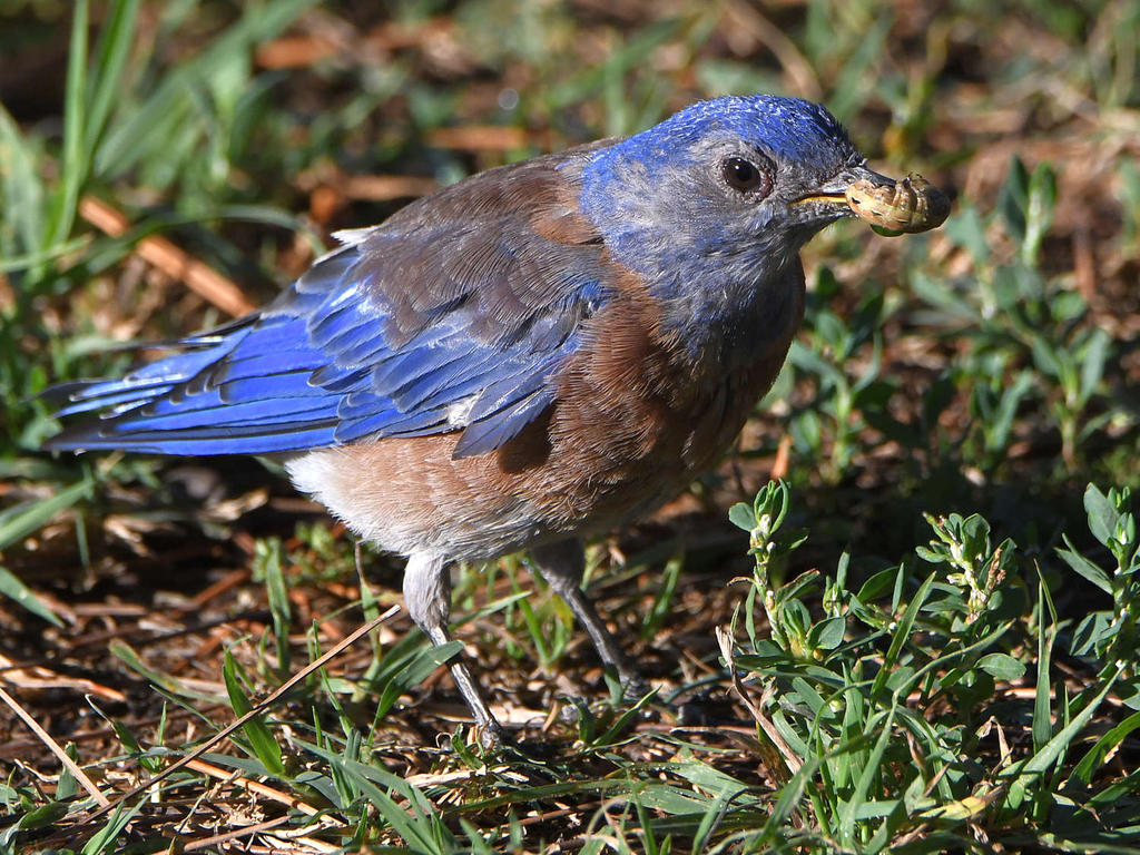 Bluebird6.jpg