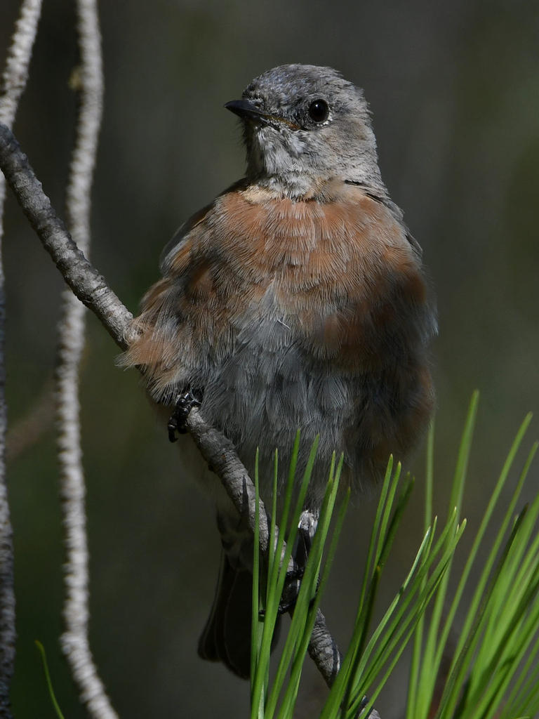 Bluebird6.jpg