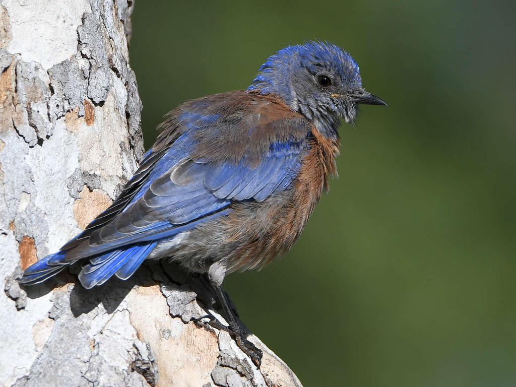 Bluebird6.jpg