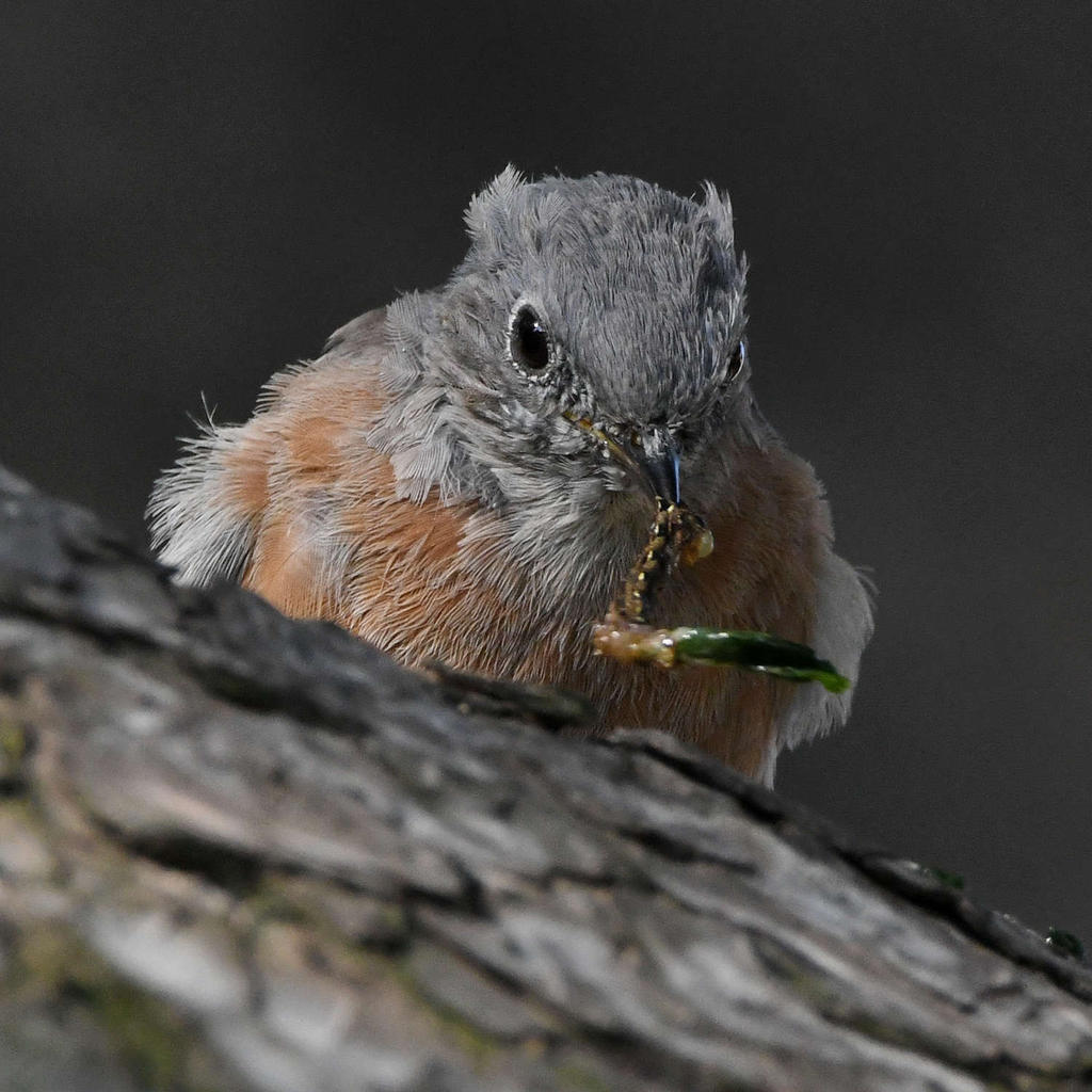 Bluebird6.jpg