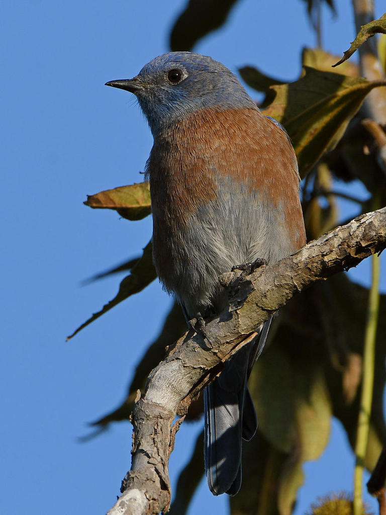 Bluebird6.jpg