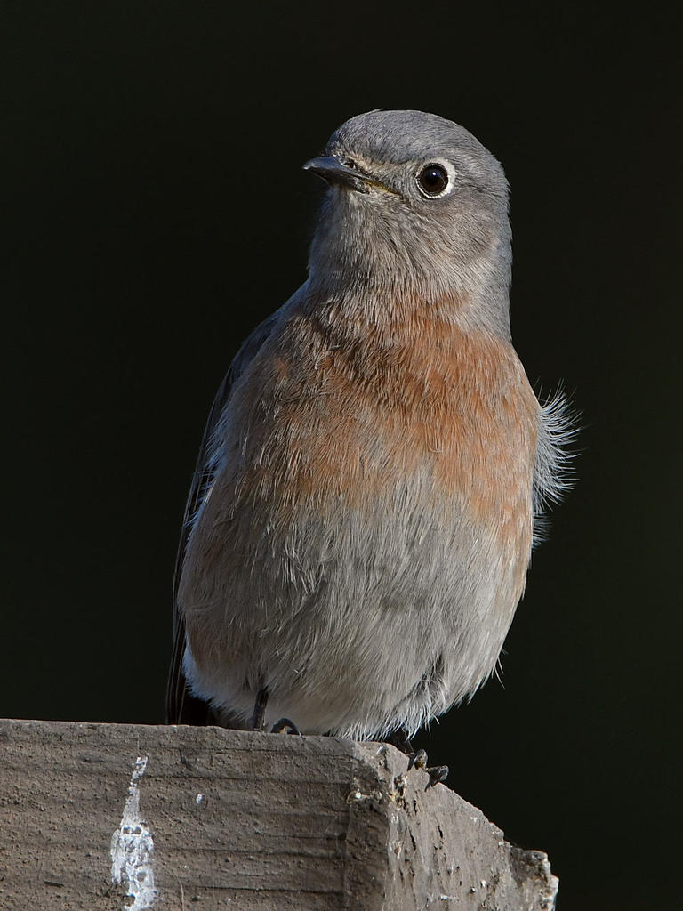Bluebird6.jpg