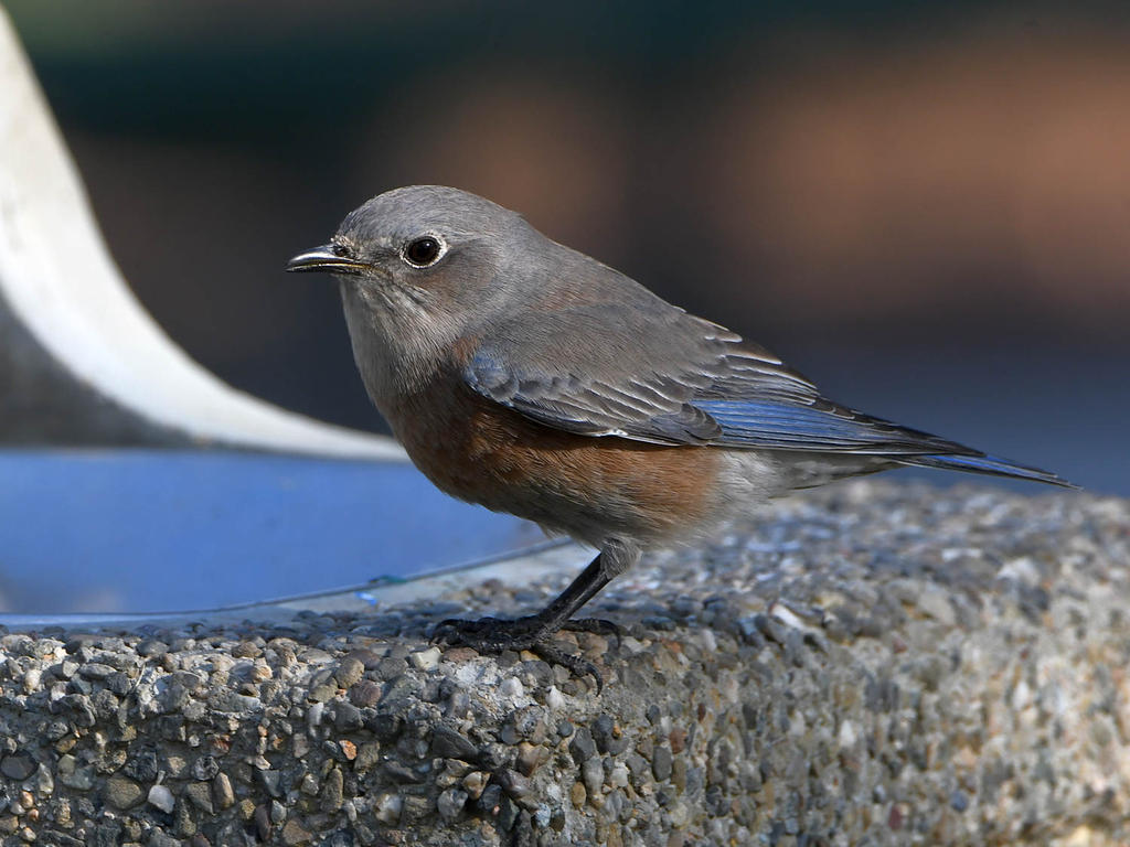 Bluebird6.jpg