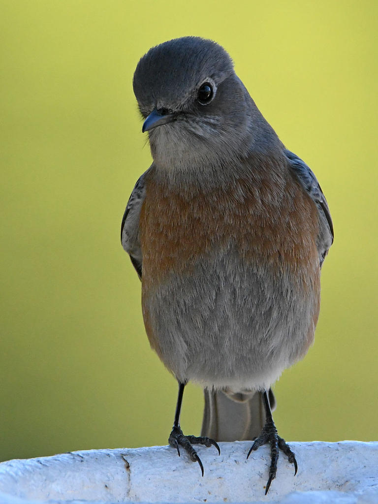 Bluebird6.jpg
