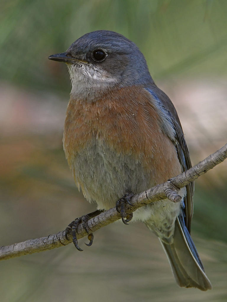 Bluebird6.jpg