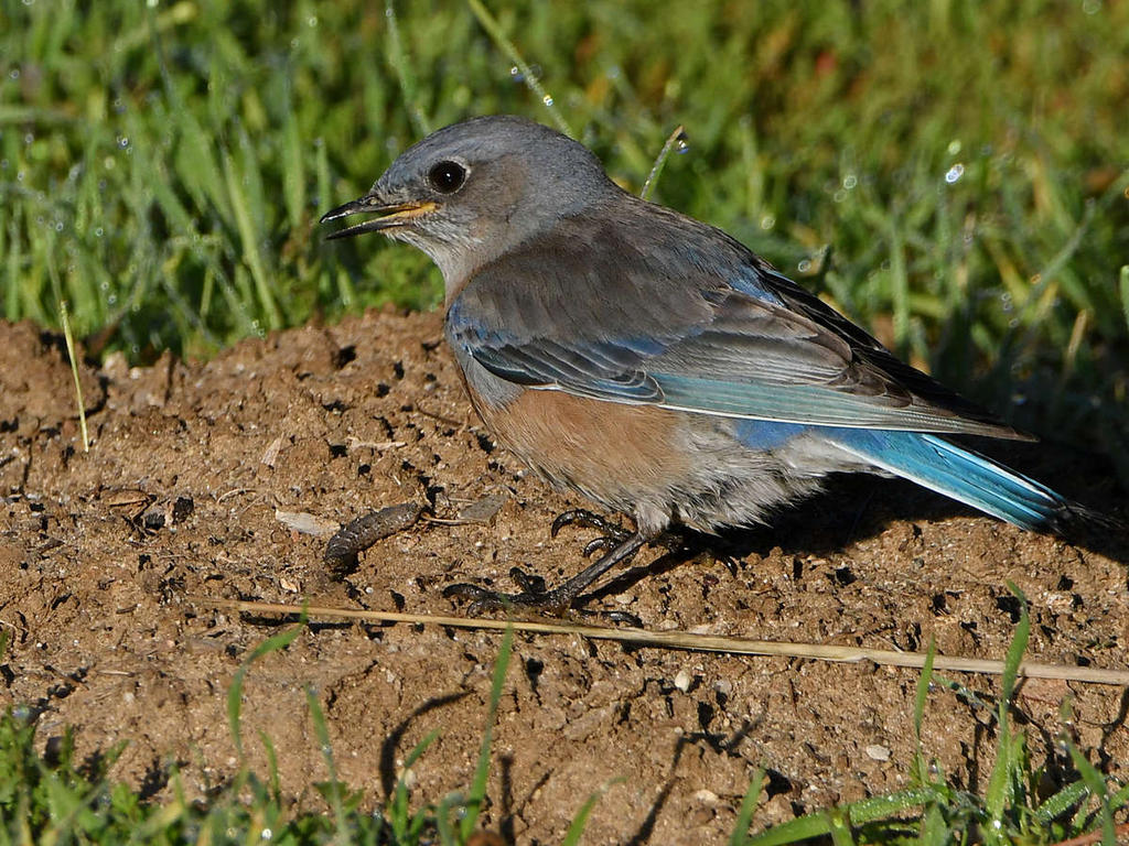 Bluebird6.jpg