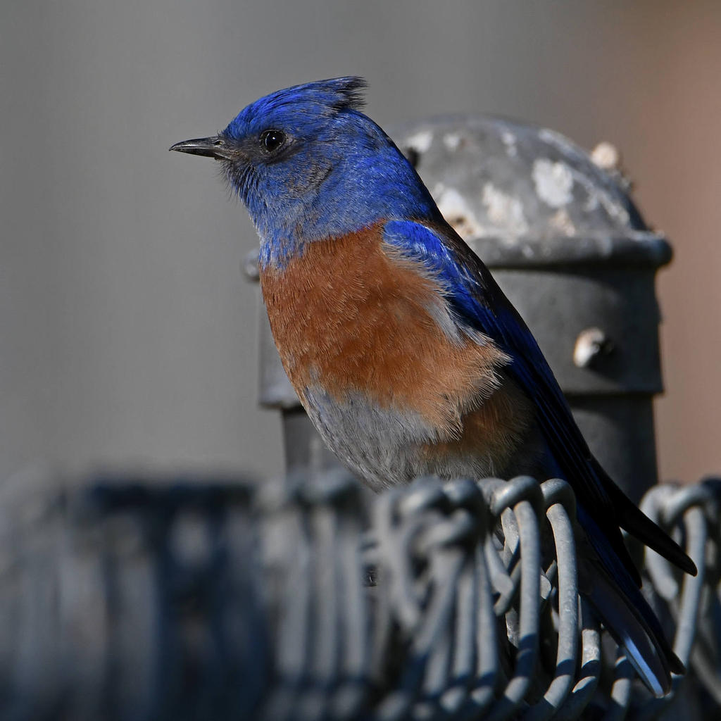 Bluebird6.jpg
