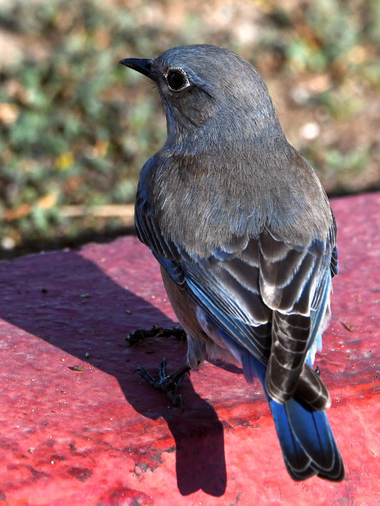 Bluebird6.jpg