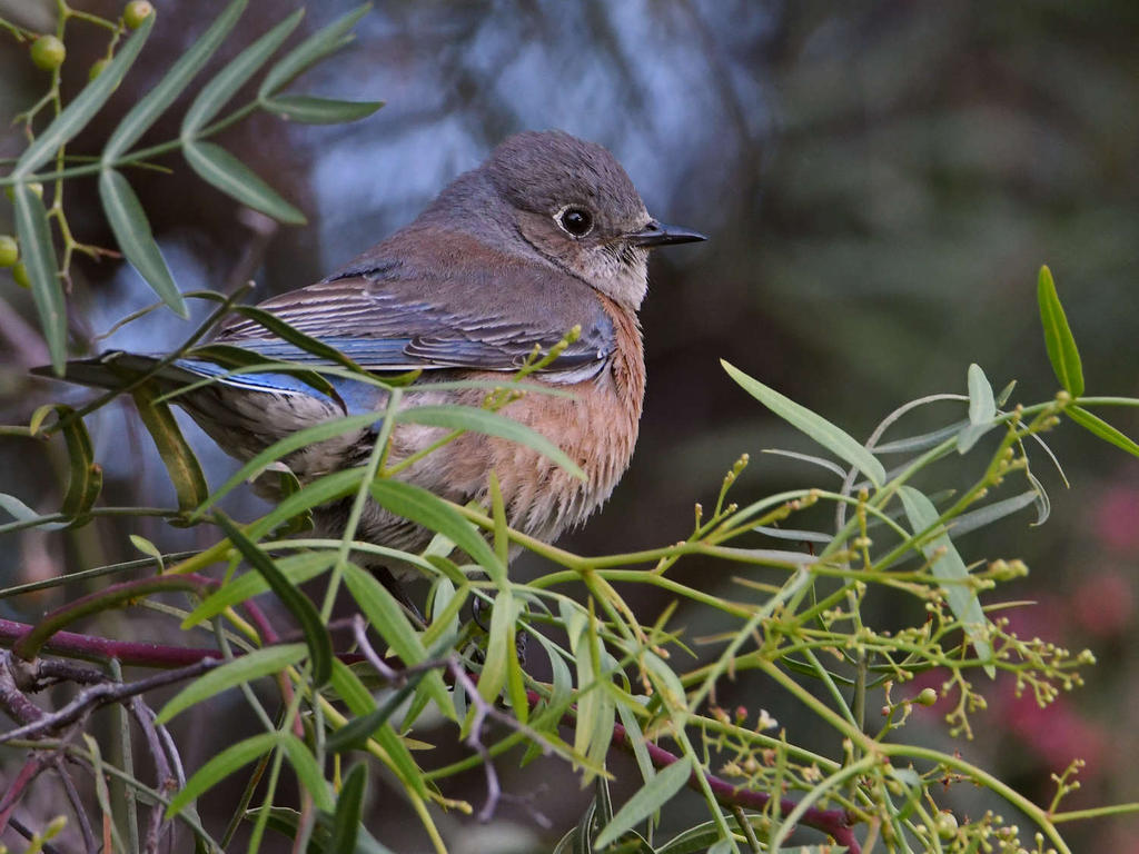 Bluebird6.jpg