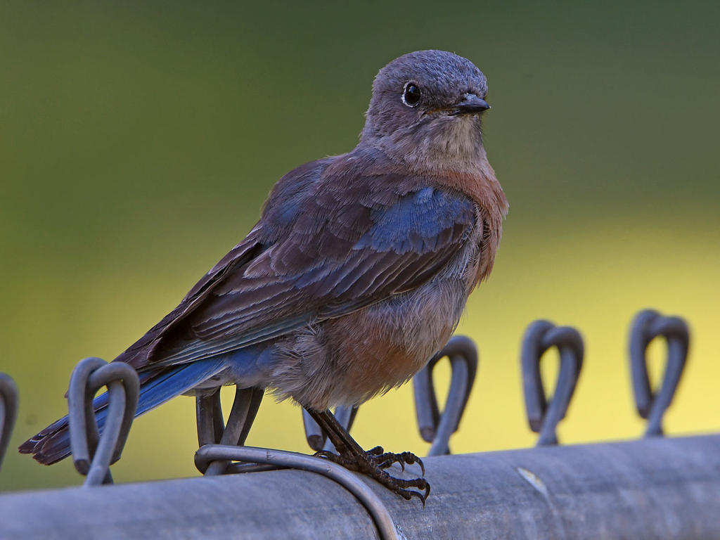Bluebird6.jpg
