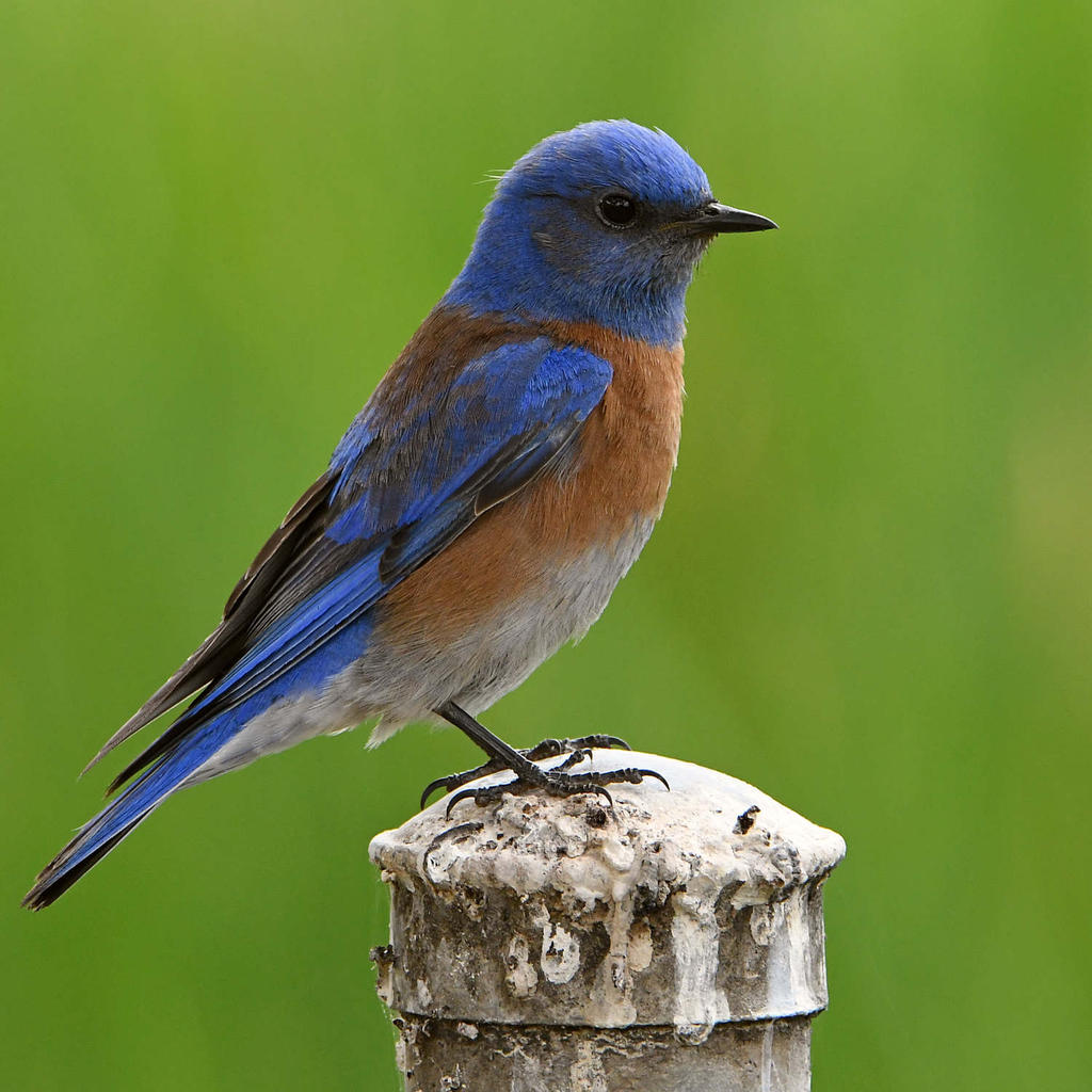 Bluebird6.jpg