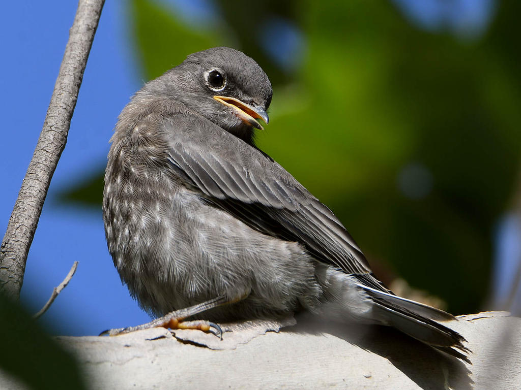 Bluebird6.jpg