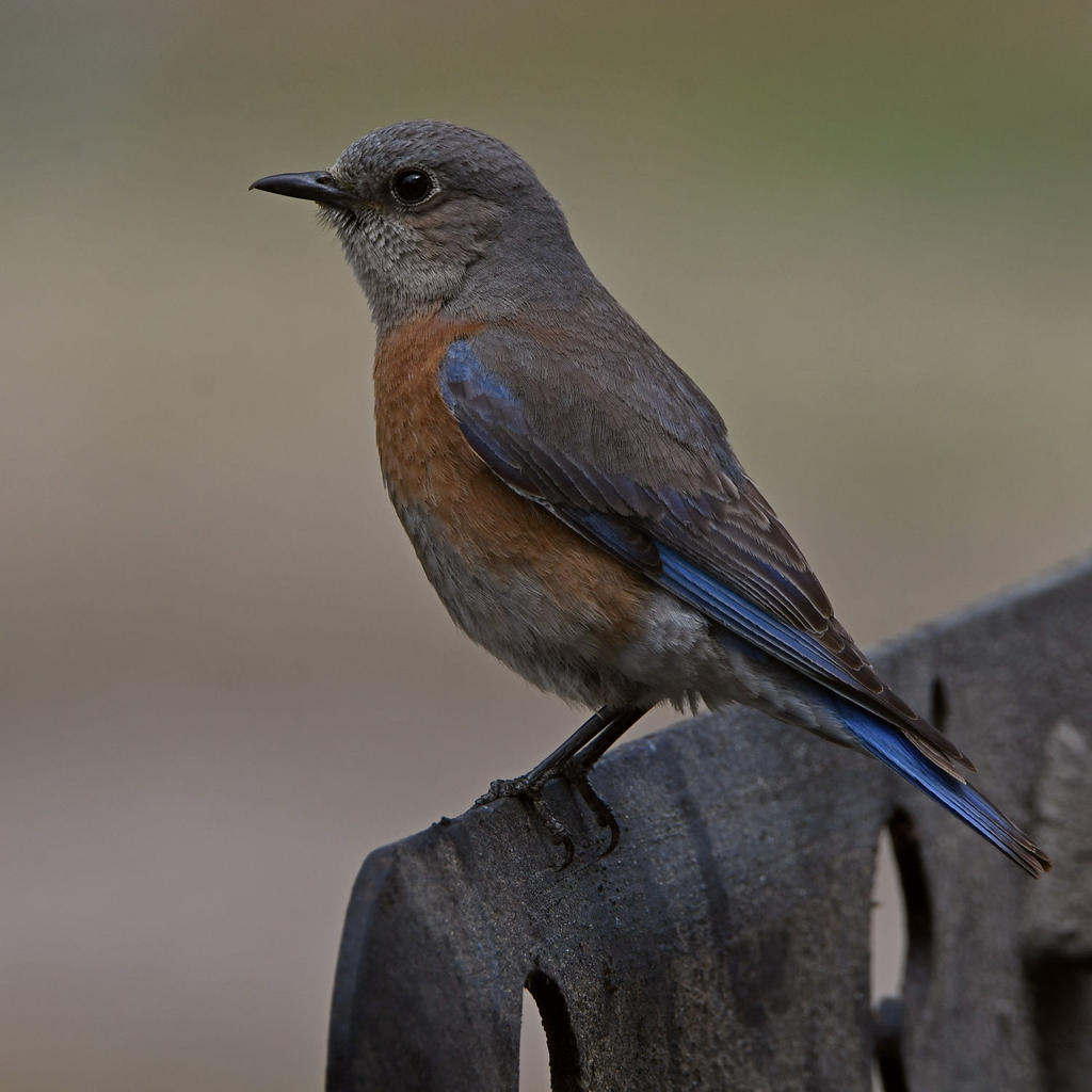 Bluebird6.jpg