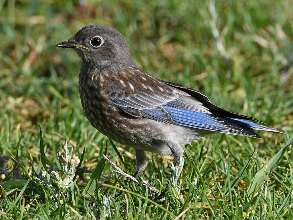 Bluebird6.jpg