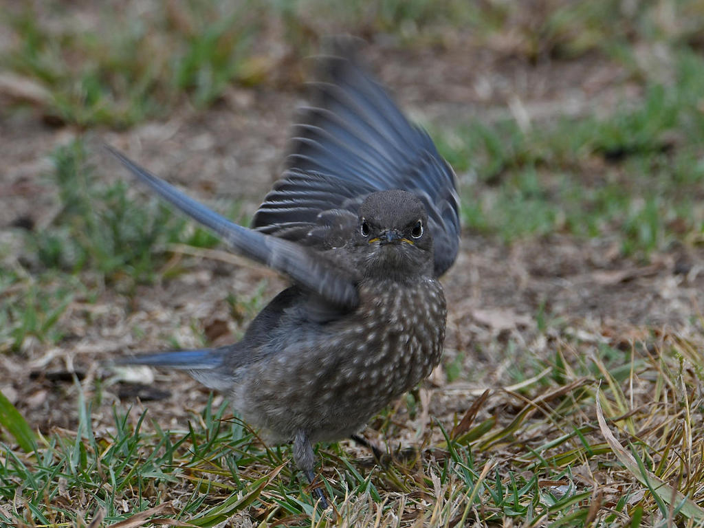 Bluebird6.jpg