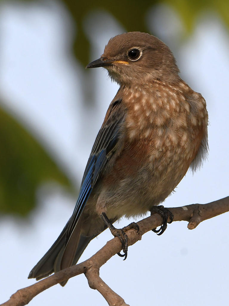 Bluebird6.jpg