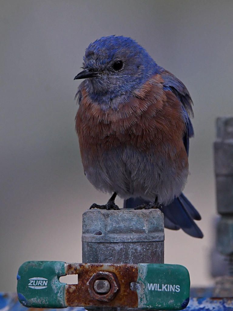 Bluebird6.jpg